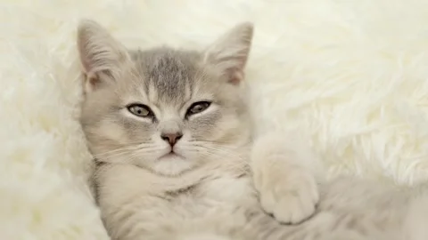 Cute gray cat on a light background Video stock 274434183