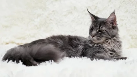 Cute gray cat on a light background Video stock 274434252