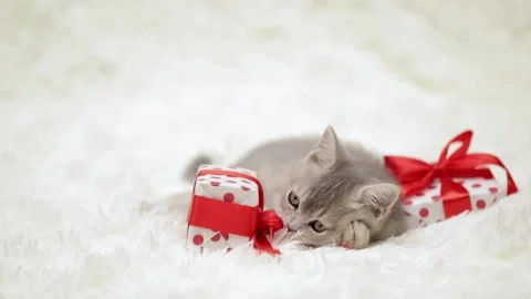 Cute gray cat on a light background 動画素材 274434383