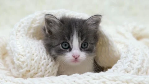 Cute gray cat on a light background Video stock 274691445