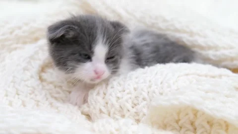 Cute gray cat on a light background Stock-Footage 274691517