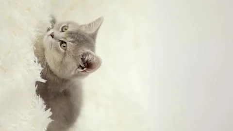 Cute gray cat on a light background Stock-Footage 274691533