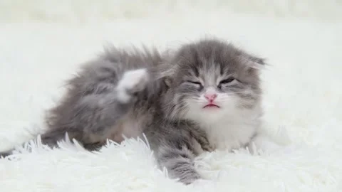 Cute gray cat on a light background Stock-Footage 274691582