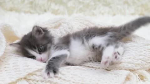 Cute gray cat on a light background Video stock 274691753