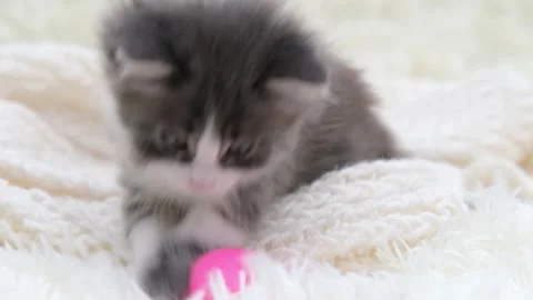 Cute gray cat on a light background Stock-Footage 274691786