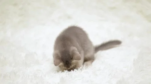 Cute gray cat on a light background Video stock 274691814