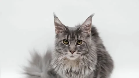 Cute gray cat on a light background Stock Footage 274691888