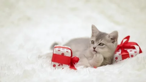Cute gray cat on a light background Stock-Footage 274691937