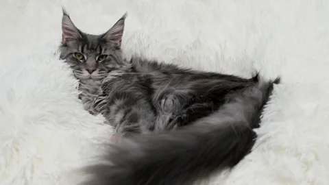 Cute gray cat on a light background 스톡 동영상 274691972