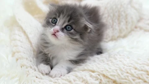 Cute gray cat on a light background Stock-Footage 275461514