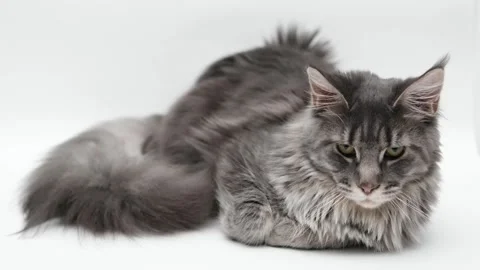 Cute gray cat on a light background Stock-Footage 275462104