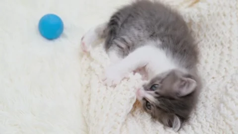Cute gray cat on a light background Stock-Footage 275462571