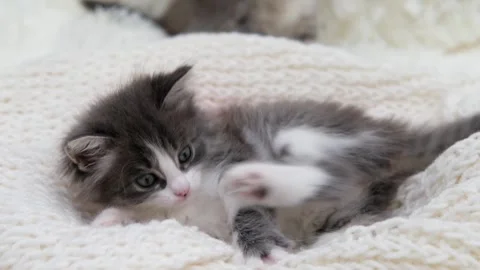 Cute gray cat on a light background Video stock 275462764