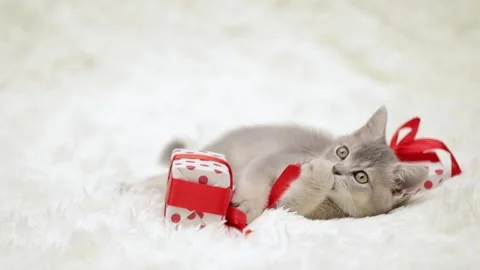 Cute gray cat on a light background Video stock 275462766