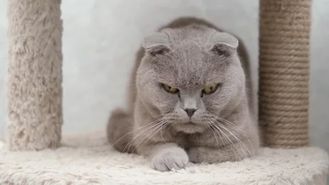 Cute gray cat on a light background Stockbeeldmateriaal 275800239