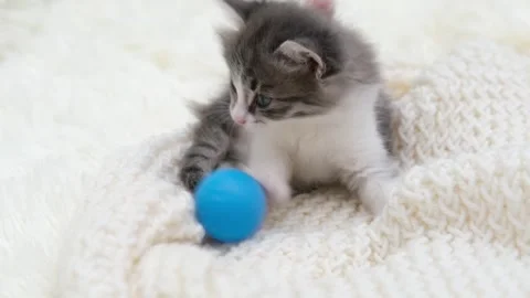 Cute gray cat on a light background Video stock 275800412