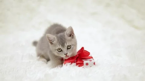 Cute gray cat on a light background Video stock 275800652