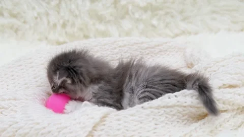 Cute gray cat on a light background Stock Footage 275800806