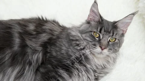 Cute gray cat on a light background Stock-Footage 275808801