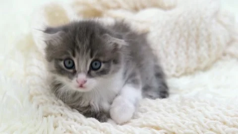 Cute gray cat on a light background Stock-Footage 276249977