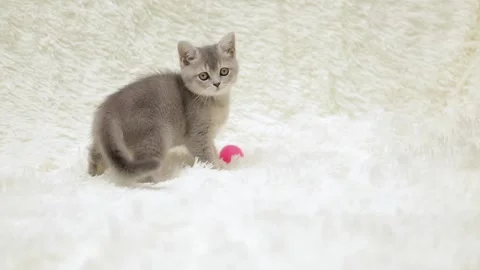 Cute gray cat on a light background Stock Footage 276250315