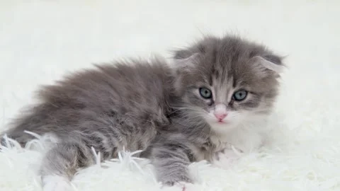 Cute gray cat on a light background Video stock 276599642