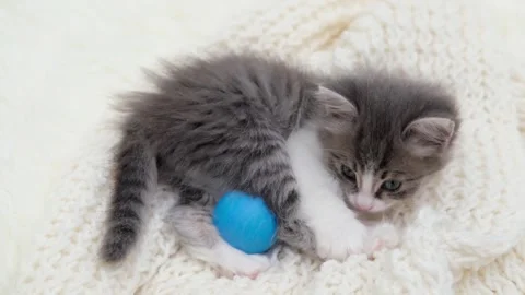 Cute gray cat on a light background Stockbeeldmateriaal 276600002