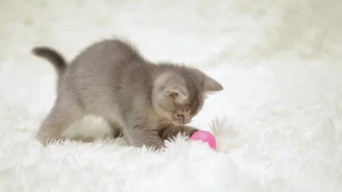 Cute gray cat on a light background Stock-Footage 276600032