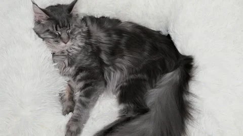 Cute gray cat on a light background Video stock 276600341