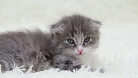 Cute gray cat on a light background Stock Footage 276645237