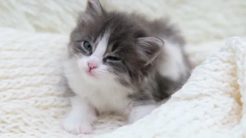 Cute gray cat on a light background Video stock 277526041