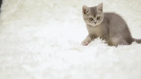 Cute gray cat on a light background Video stock 277526389