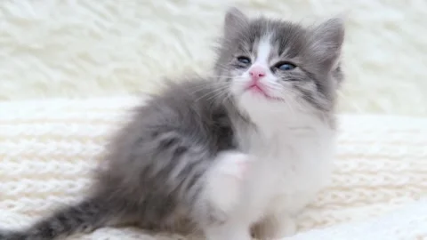 Cute gray cat on a light background 動画素材 279802759