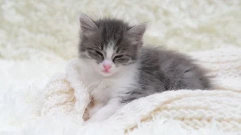 Cute gray cat on a light background 스톡 동영상 280820257