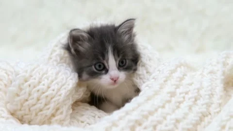 Cute gray cat on a light background 스톡 동영상 282245768