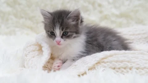 Cute gray cat on a light background Video stock 283437527