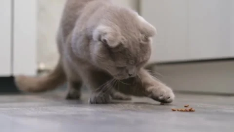 Cute gray cat on a light background Video stock 283820304