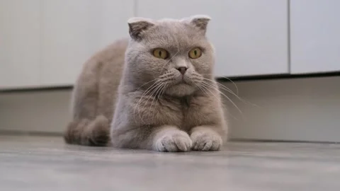 Cute gray cat on a light background Stock Footage 283820314