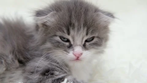 Cute gray cat on a light background Video stock 285472298