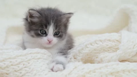 Cute gray cat on a light background 스톡 동영상 285472394