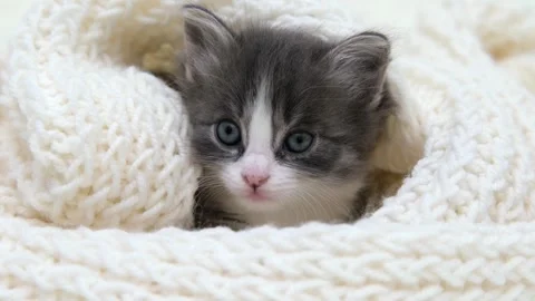 Cute gray cat on a light background 스톡 동영상 286081830