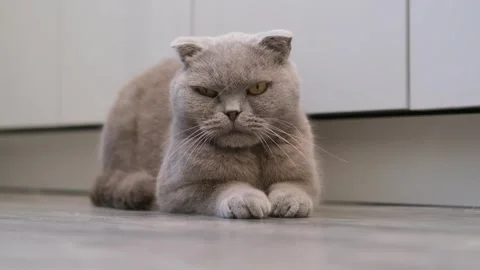 Cute gray cat on a light background Stock-Footage 286082638