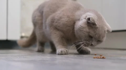 Cute gray cat on a light background Stock Footage 286082769