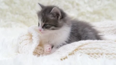 Cute gray cat on a light background Video stock 286733553