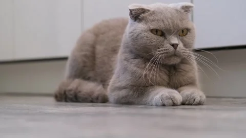 Cute gray cat on a light background Stock Footage 286734195