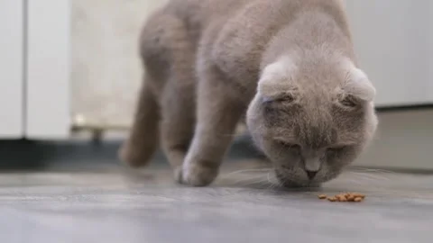 Cute gray cat on a light background Video stock 286734445