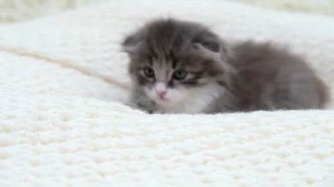 Cute gray cat on a light background Stock Footage 286968380