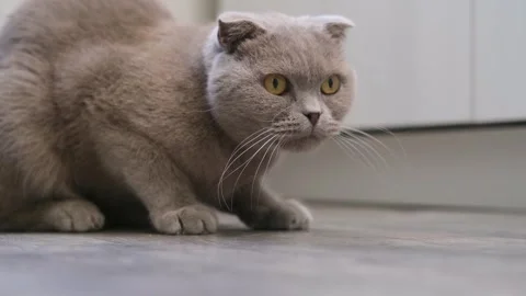 Cute gray cat on a light background 스톡 동영상 286970164