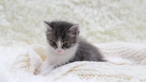 Cute gray cat on a light background Stock-Footage 286970958
