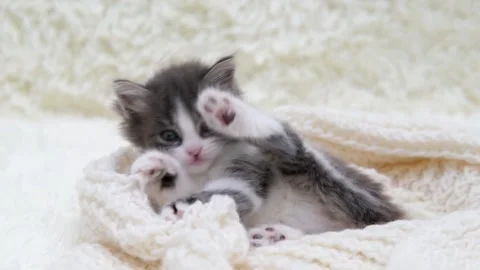 Cute gray cat on a light background Stock Footage 287433256